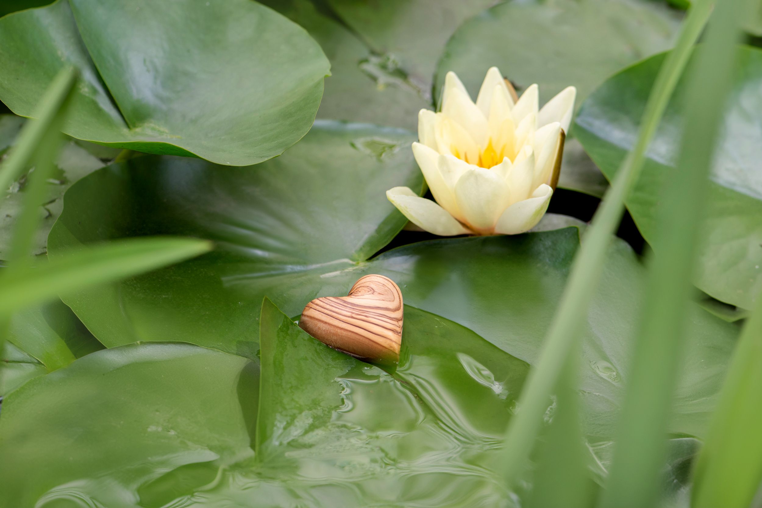 aa