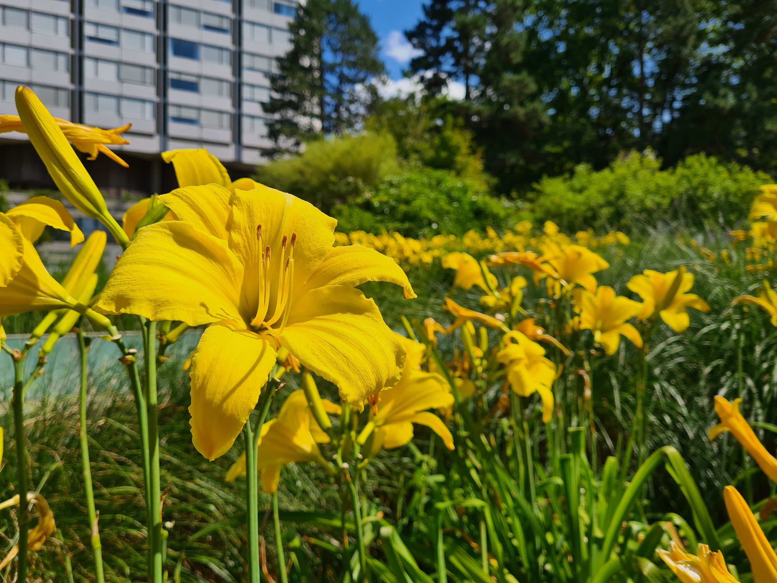 Prairie avec fleurs jaunes