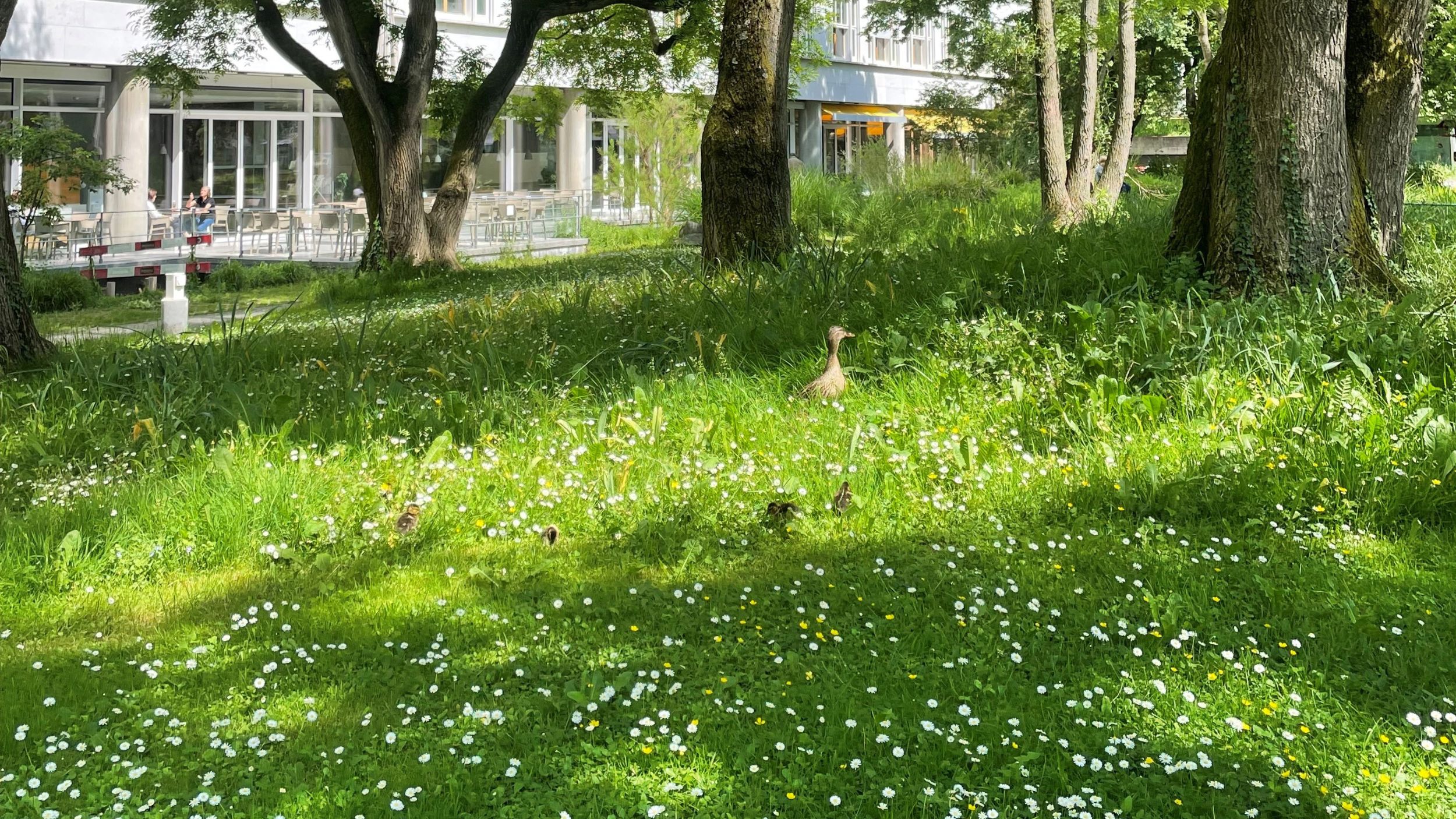 Wiese mit weissen Blumen