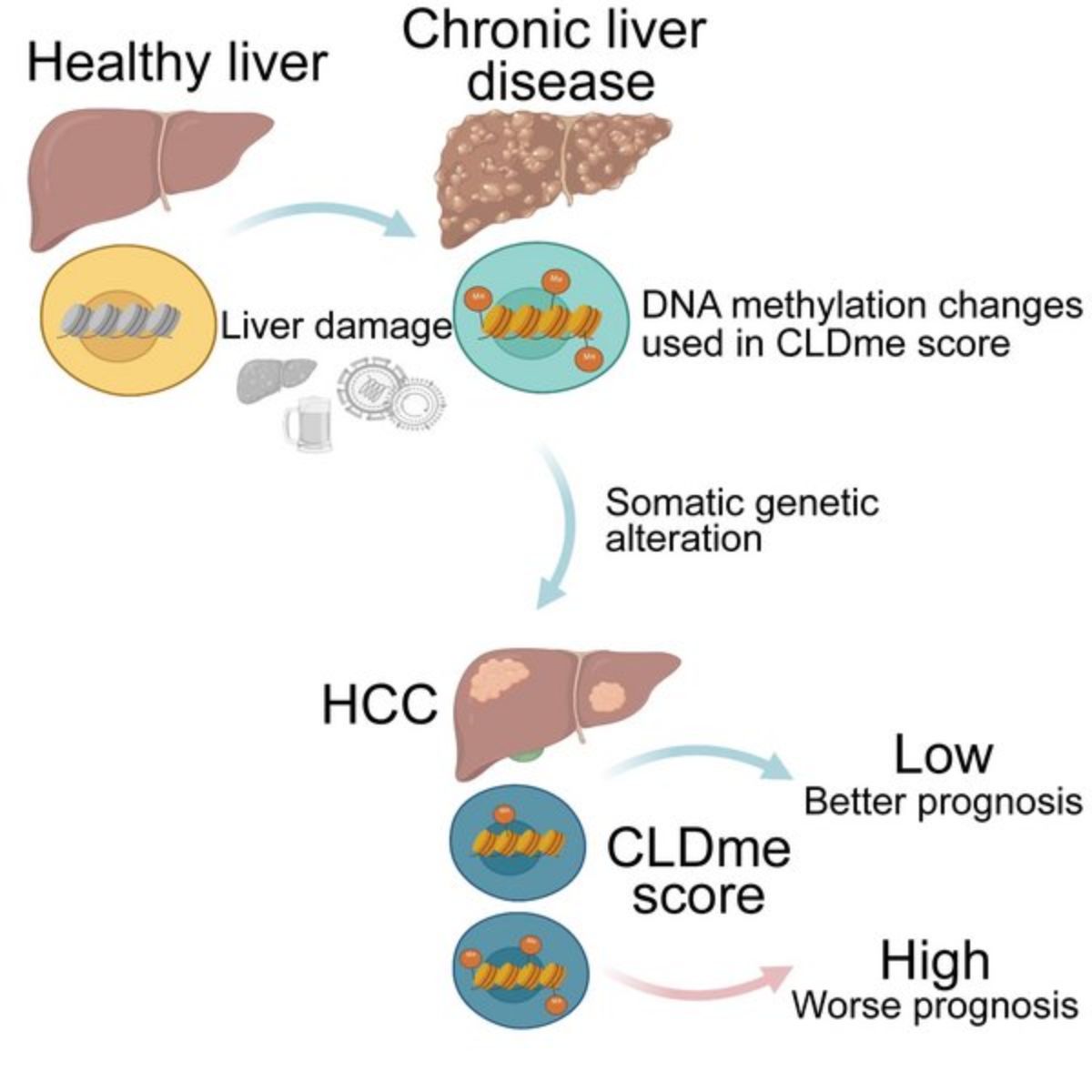 Epigenetic priming could influence disease outcome.