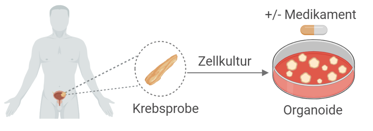 Organoide