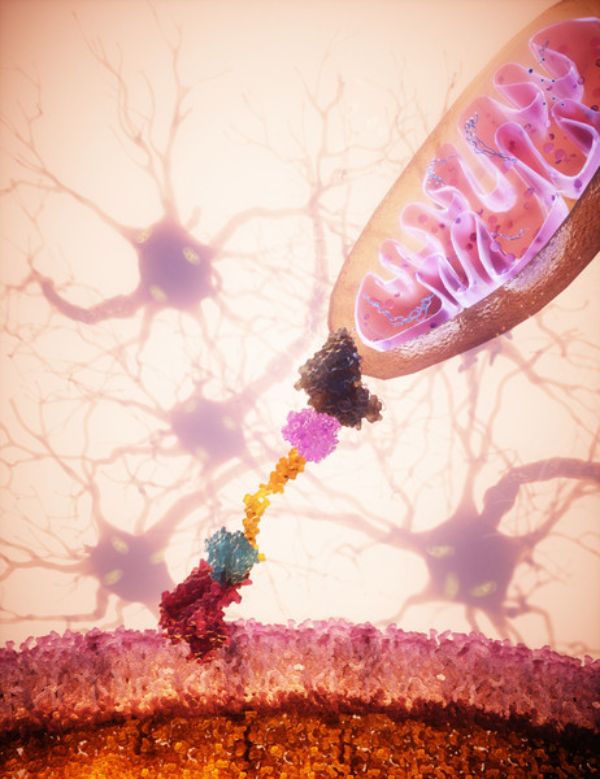 Neue Technologie vom IOB eröffnet therapeutische Wege zur Behandlung von neurodegenerativen Krankheiten wie Parkinson oder Alzheimer